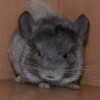 Еджина