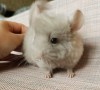 1 мес