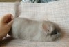 1 мес