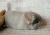 1 мес