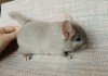 1 мес