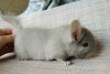 1 мес
