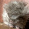 Корра