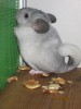 2 мес
