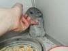 3 недельки - пузо
