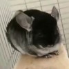 Микки