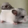 Мариетта