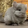 Мартин
