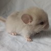 Лаки