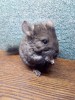 1 месяц