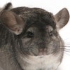 ММС Дафна НЧЖ НФ