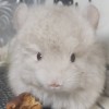 АС Чийзана