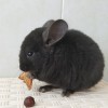 Кубарик