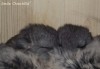 С сестренкой (1 неделя)
