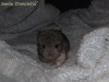 2 недели