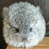 Фантик