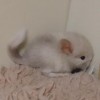 Чукча