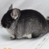 Турук Мак То