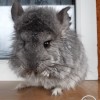 Лолла