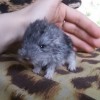 Мирон Би Ши