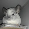 лоло