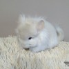 Стася