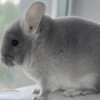 Кайлир