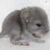 б к