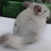 Розалия
