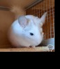 Эллайд