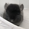 Сана