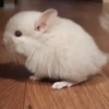 Герда