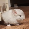 Кай