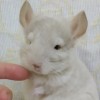 Цукуми АйЭлСи