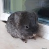 Звездочка