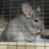 Клайд