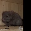 Платон