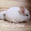 Гамильтон Милагро Минера