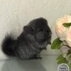 Милка