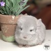 Олимпий Моррис