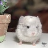 Одиссей Моррис 