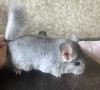 3 мес