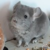Финес