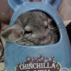 Сатива