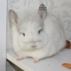 Маркиза