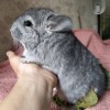 Чика
