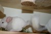 2 недели