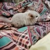 Шанти