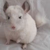 Ханна