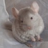 Минни